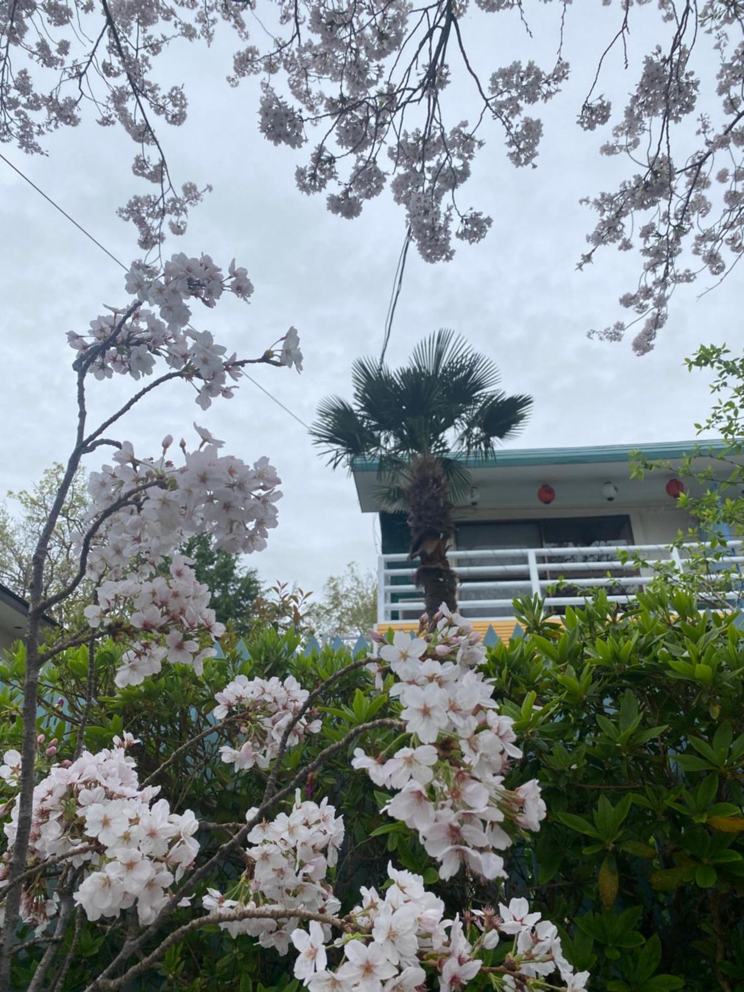 Hanamizuki Onsen